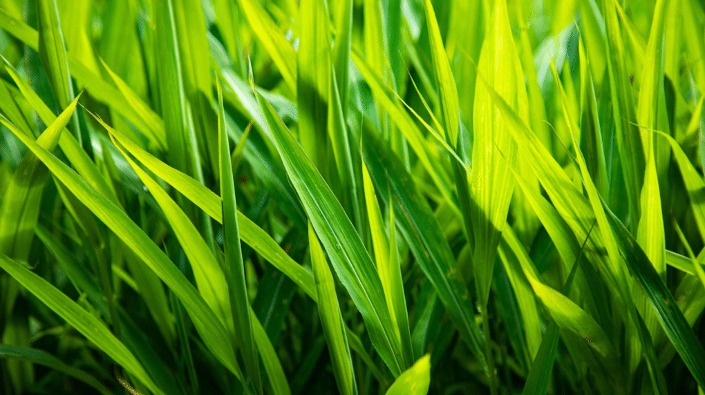 Diagnosing Belt Tension Issues in Lawn Mowers