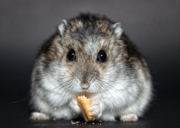 Complete Guide to Rodent-Proofing Your Home