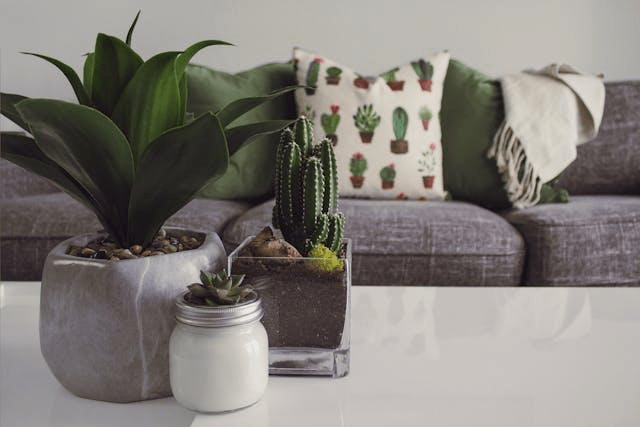 Three plants in trendy pots, with a couch and pillows depicting plants in the background.