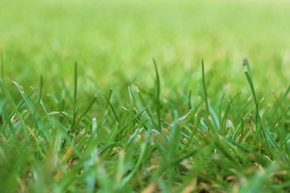 Transforming Your Backyard Oasis The Rise of Artificial Turf in Modern Landscaping